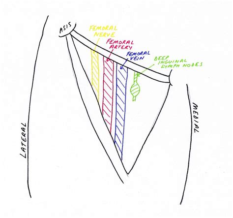 Lower Limb Anatomy: The Femoral Triangle - Pondering EM