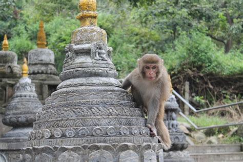 The Planet of the Apes, or Monkey Temple, in Kathmandu