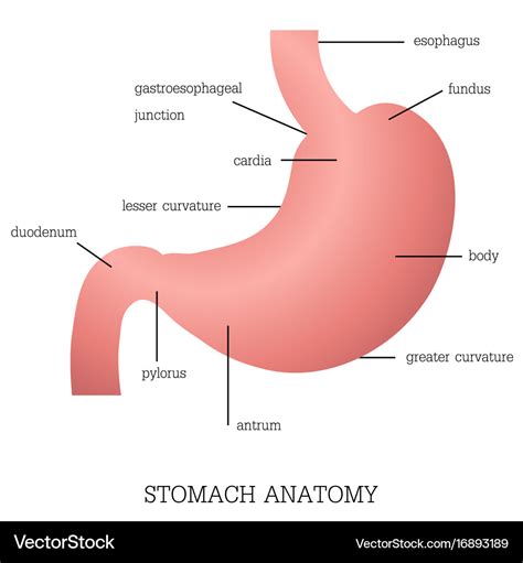 Structure and function stomach anatomy system Vector Image