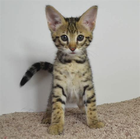 F2 Savannah Kittens Available in Ohio Savannah Cats Call 419 533 3719