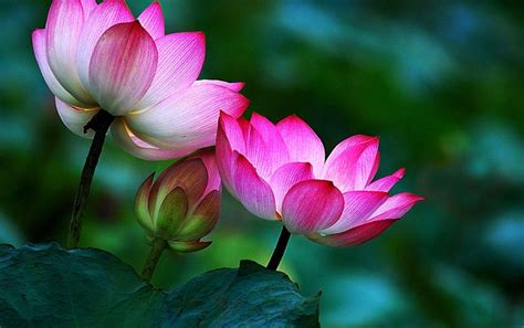 Lotus 4K Wallpapers - Top Free Lotus 4K Backgrounds - WallpaperAccess