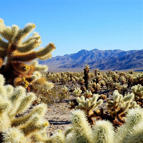 Cholla Cactus Garden - All You Need to Know BEFORE You Go (2024)