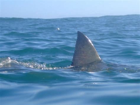 Great White Shark Fin | Team SharkZone | Flickr