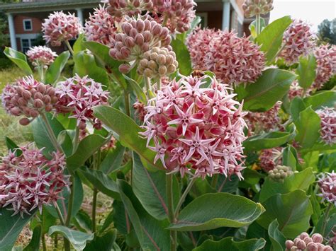 SHOWY MILKWEED (Asclepias specious) — Shore Road Nursery