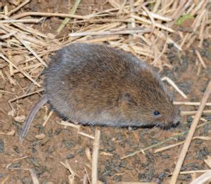 Moles, Voles and Shrews - Loudoun Wildlife Conservancy