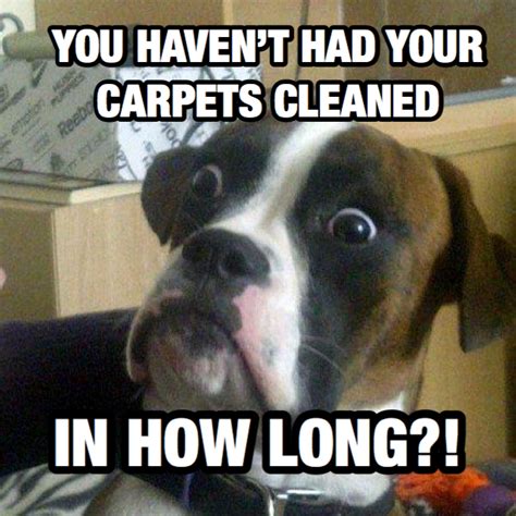 Carpet Cleaning Experts In FL in 2020 | Surprised dog, Funny, Funny ...