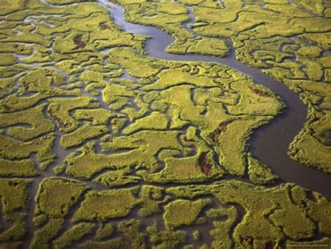 UNM Grad Ecology: Energy Flow in the Salt Marsh Ecosystem of Georgia by ...