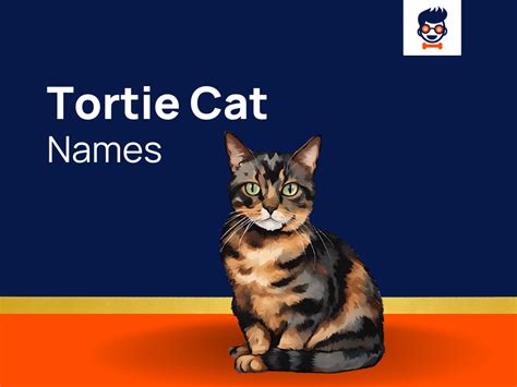 1230+ Tortie Cat Names for Your Cute Feline Companion