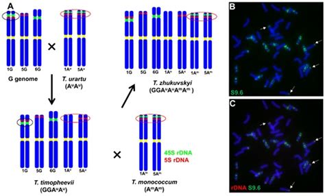 Researchers Reveal New Insights into Nucleolar Dominance of Newly ...