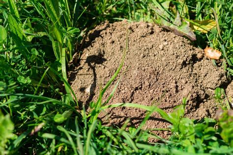 Mole hole stock image. Image of earth, mound, alps, mole - 60192907