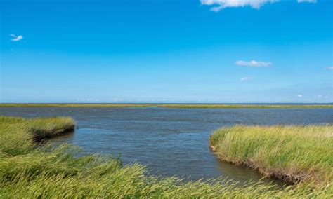 River vs Estuary: What's the Difference? - A-Z Animals