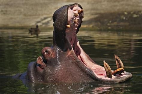 The Hippopotamus has the largest canines of any living land animal ...