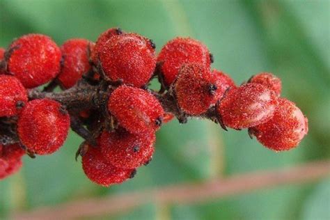 Poison Sumac: How to Identify It, and What to Do if You've Been Exposed ...