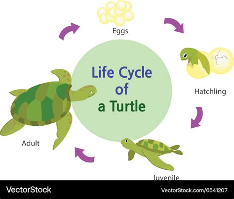 Life Cycle Of A Turtle - change comin