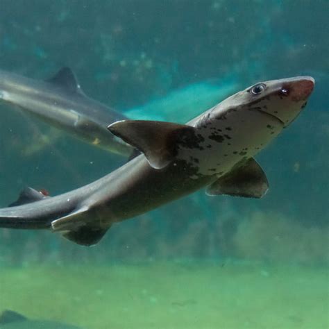 Dogfish - Seattle Aquarium