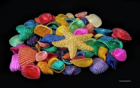 Sea Shell Rainbow Photograph by LeeAnn McLaneGoetz ...