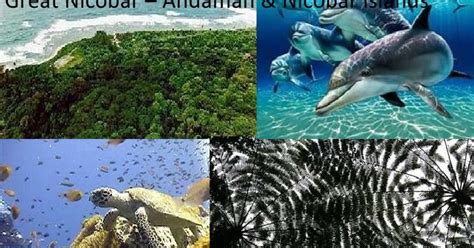 Andaman Tourism: Amazing Flora and Fauna in Andaman