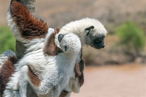 Crowned Sifaka Lemur Propithecus Coronatus .with Baby. Wild Nature ...