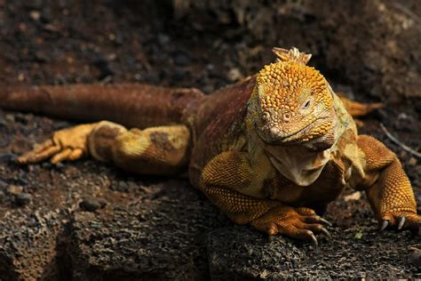 10 Galapagos Land Iguana Facts - Facts.net