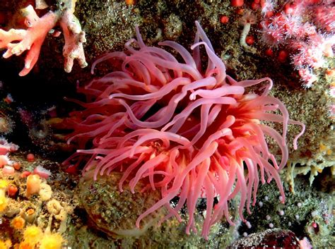 Free Images : coral reef, invertebrate, cnidaria, habitat, seaanemone ...