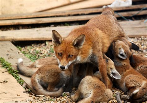 Fox feeding | A mother fox feeding her cubs in my backyard. | Mike ...