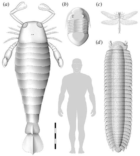 Paleozoic arthropod size comparison chart.