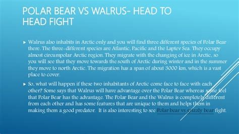 Polar bear vs walrus fight- who going to win?