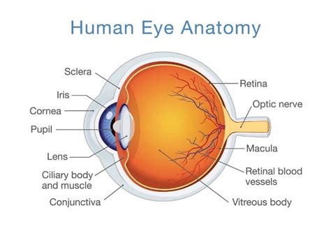 Macular Pucker Reading, PA - Pucker Symptoms & Treatment