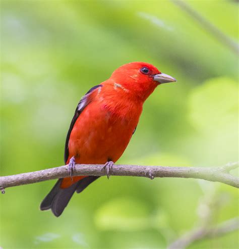 Scarlet tanager | Roads End Naturalist