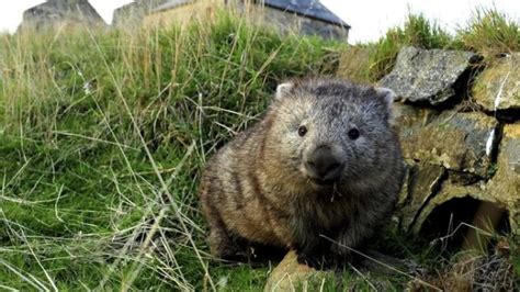 What is a Wombat? | Adaptations, Species, and More - Twinkl