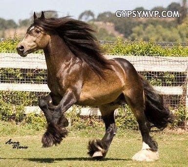 Gypsy Vanner Horses for Sale | Stallion | Sooty Buckskin | Duke