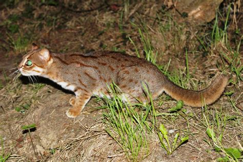 The Forgotten Wild Cats of the Eastern Ghats | Conservation India