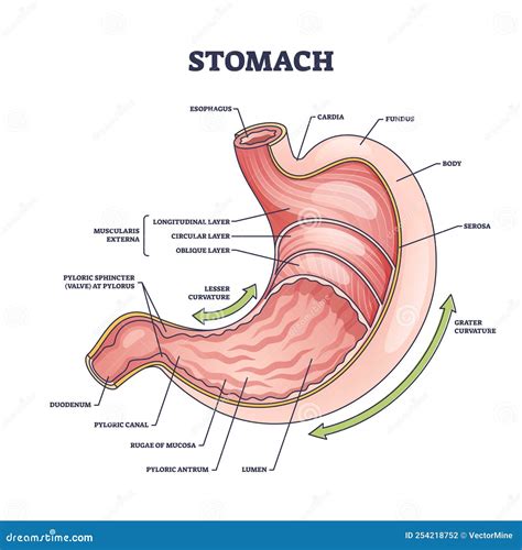 Stomach Anatomy or Digestive Organ Detailed Inner Structure Outline ...