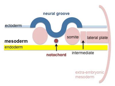 Lecture - Mesoderm Development - Embryology