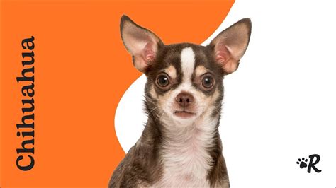 The 155 Most Popular Chihuahua Names | The Dog People