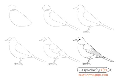 How To Draw A Bird Step By Step For Beginners - Bivona Sagen1999