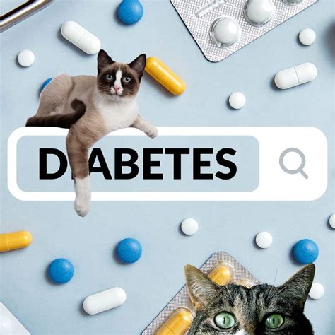 Understanding Feline Diabetes: Causes, Symptoms, and Treatment ...