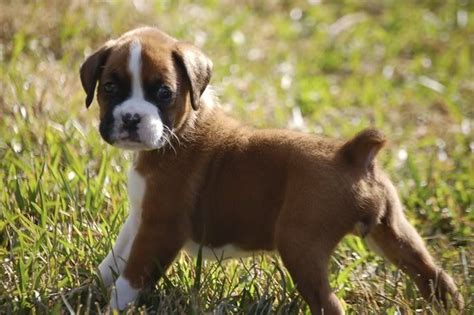 Boxer - Puppies, Rescue, Pictures, Information, Temperament ...