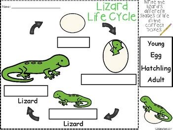 Life Cycle Of A Gecko