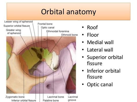 floor of the orbit - Google Search | Dental hygiene school, Palatine ...