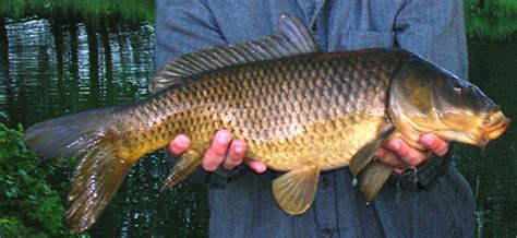 eDN A as a quantitative tool: assessment of European carp population ...