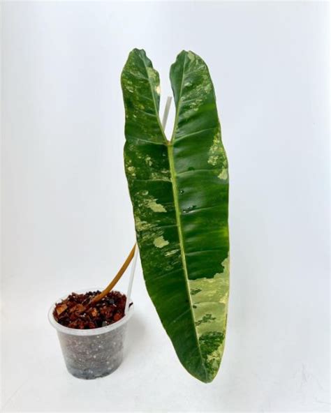 Philodendron Billietiae Care And Grow: The Ultimate Guide