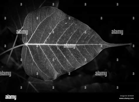 peepal leaf Stock Photo - Alamy