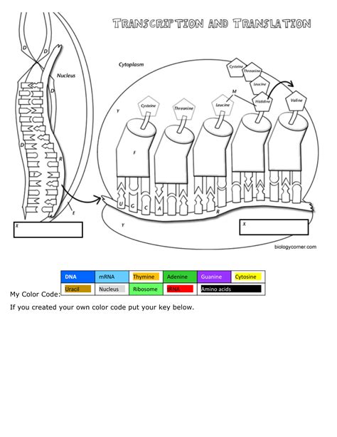 Solved DNA Coloring - Transcription \& Translation | Chegg.com