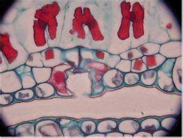 Microscope World Blog: Microscope Objectives: Achromat vs. Plan Achromat