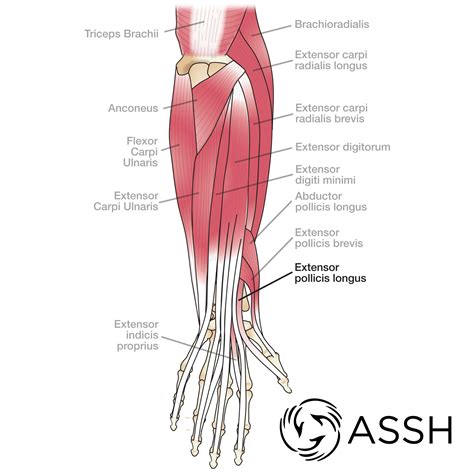 Body Anatomy: Upper Extremity Muscles | The Hand Society