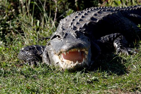 Alligators spotten in de Everglades - Florida - TRAVELCHECKER