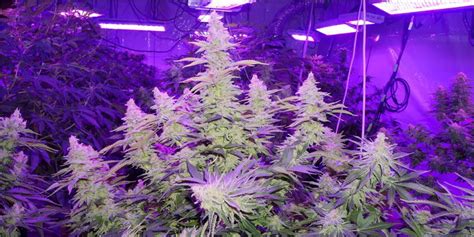 12 Best 1,000W LED Grow Lights - Marijuana Beginners