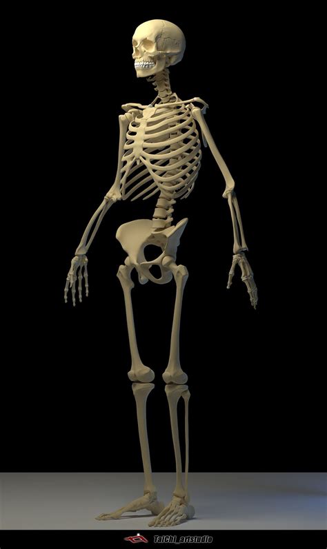 Human Foot Bone Anatomy - Talus Radiopaedia Radiology Calcaneus Tibia ...