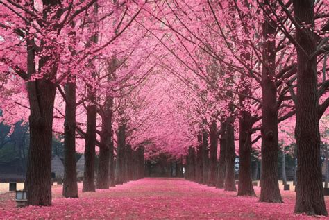 Korea's 2018 Cherry Blossom Forecast And The Best Viewing Spots - Klook ...